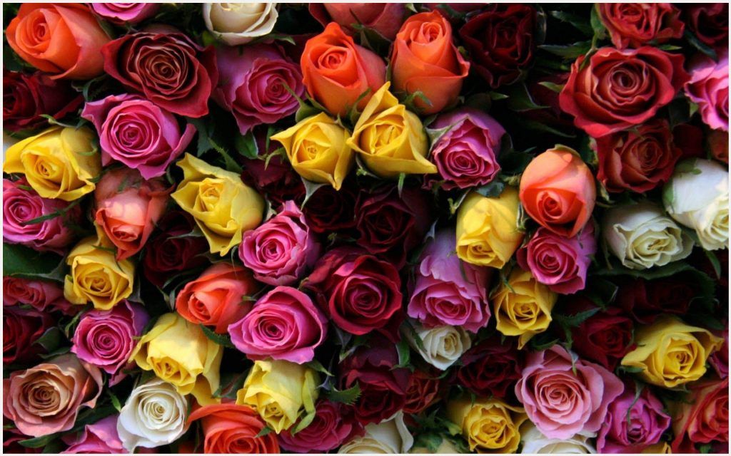 All Colour Roses Hd - 1024x640 Wallpaper 