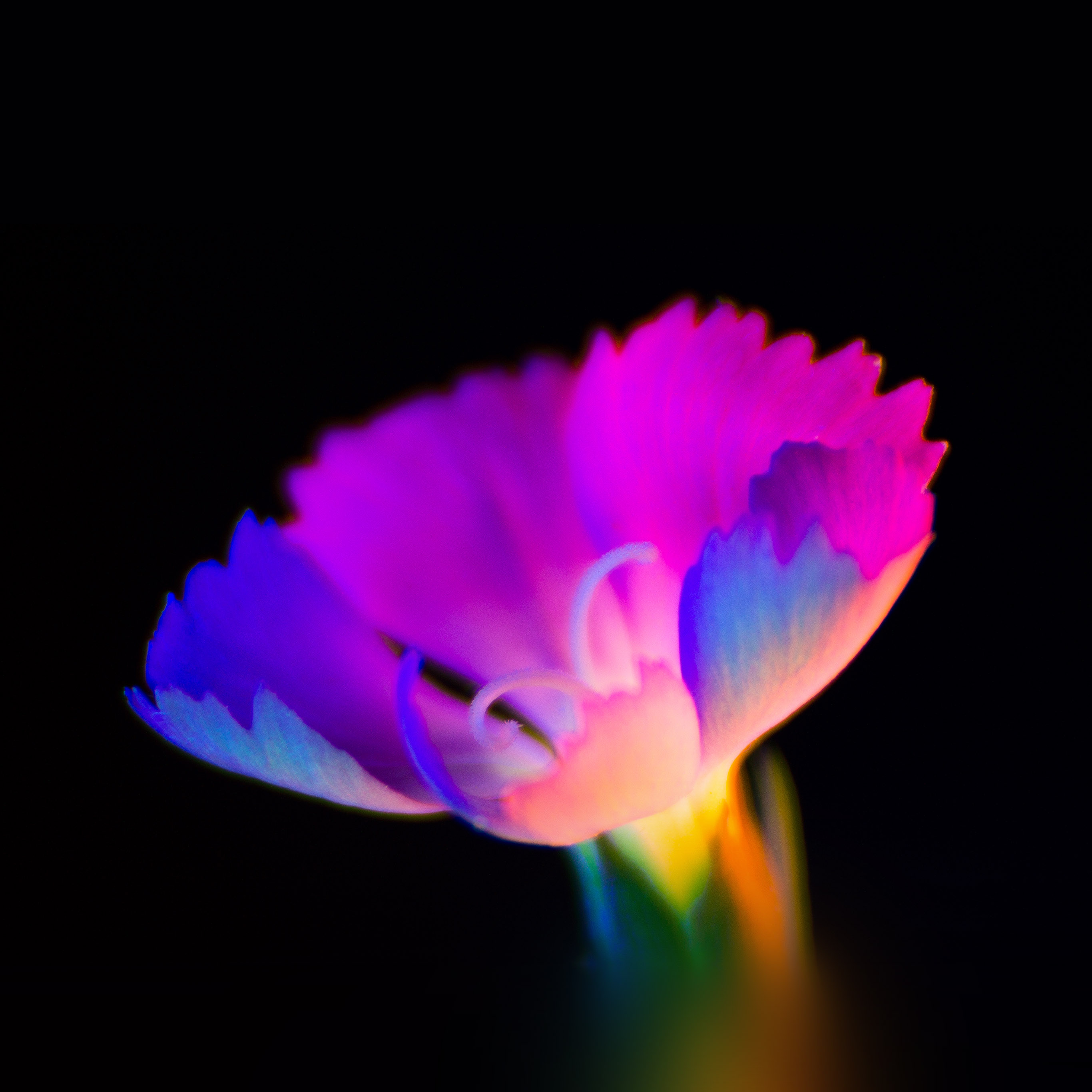 Flowers Colors Photography - HD Wallpaper 