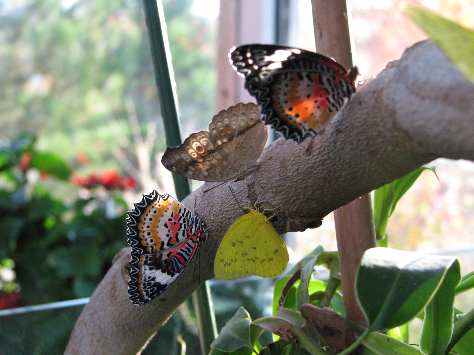 This Image Has An Empty Alt Attribute - Apatura - HD Wallpaper 