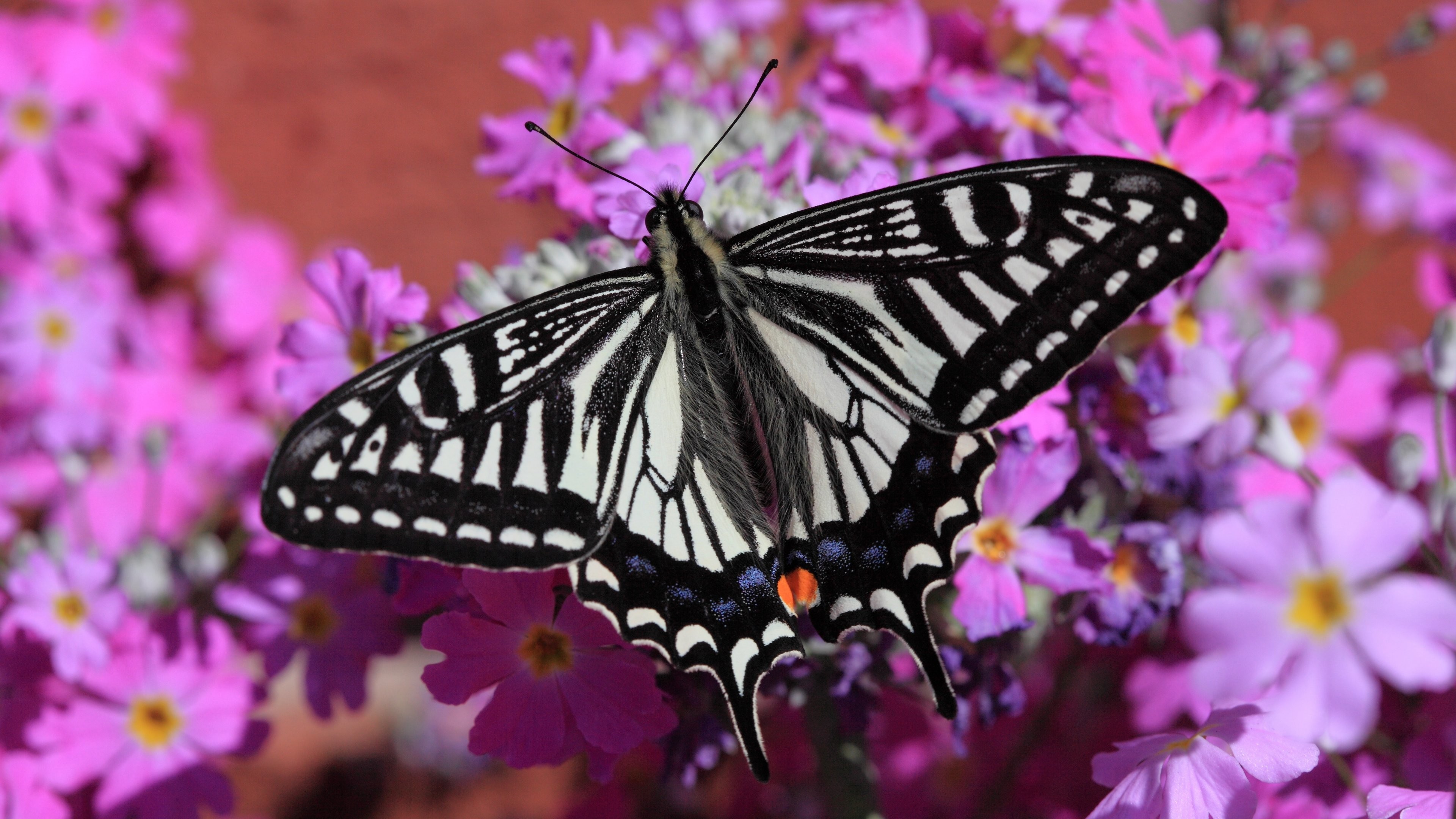 Swallowtail Butterfly Wallpaper 
 Data-src /w/full/9/1/8/128207 - HD Wallpaper 