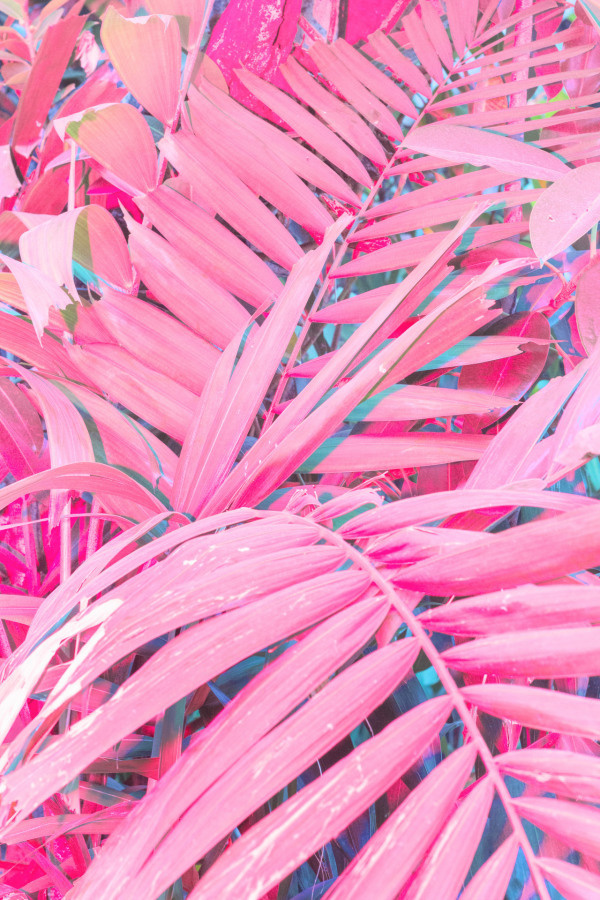 Pink Camara Floral, Camara Neon, Neon Light Photography - Fondos De Pantalla Color Rosa - HD Wallpaper 
