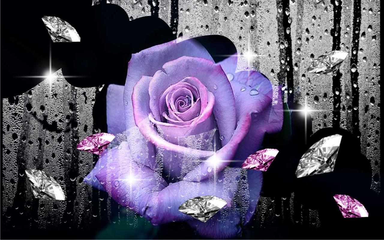 Purple Rose - HD Wallpaper 