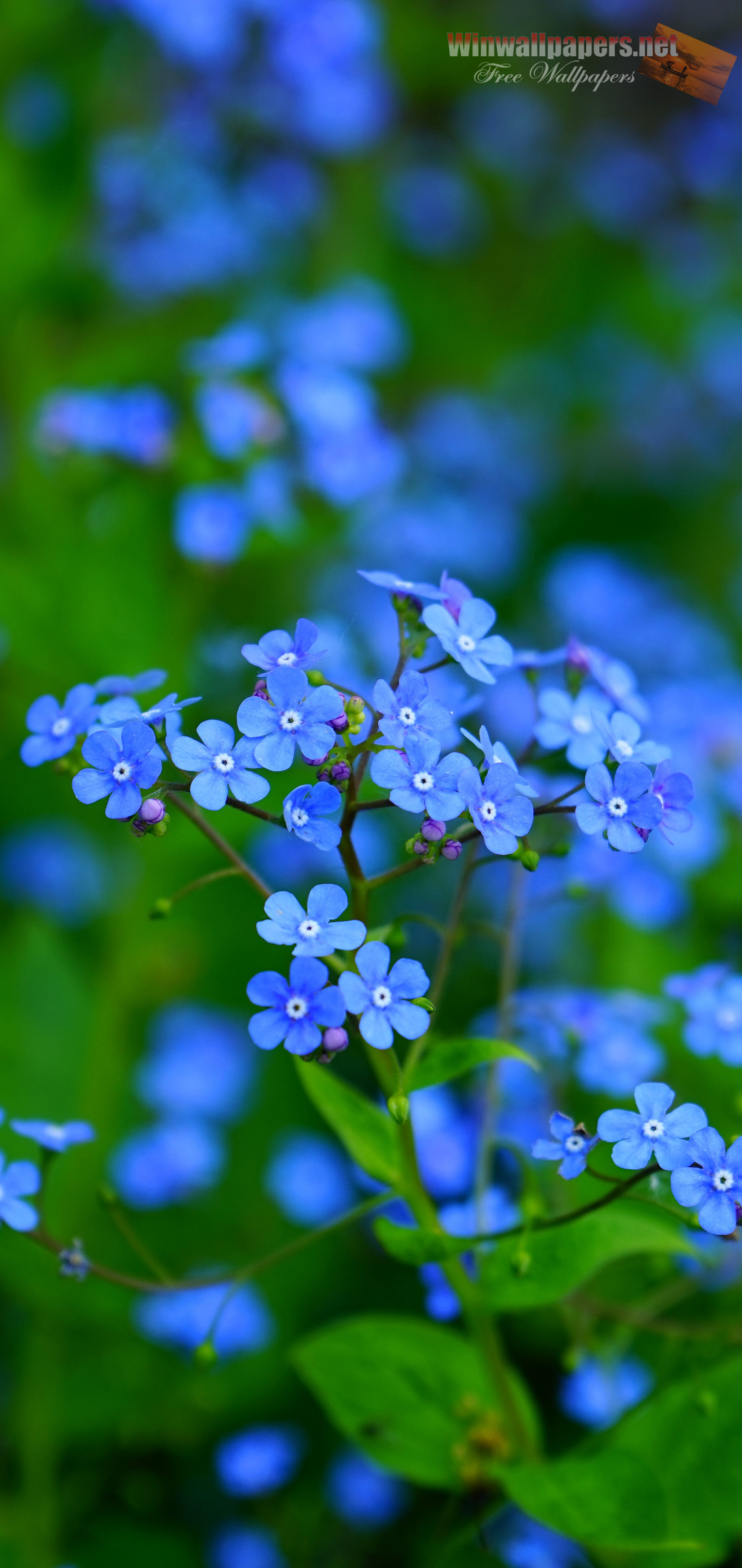 Flowers Background For Galaxy S10 - Forget Me Not Hd - HD Wallpaper 