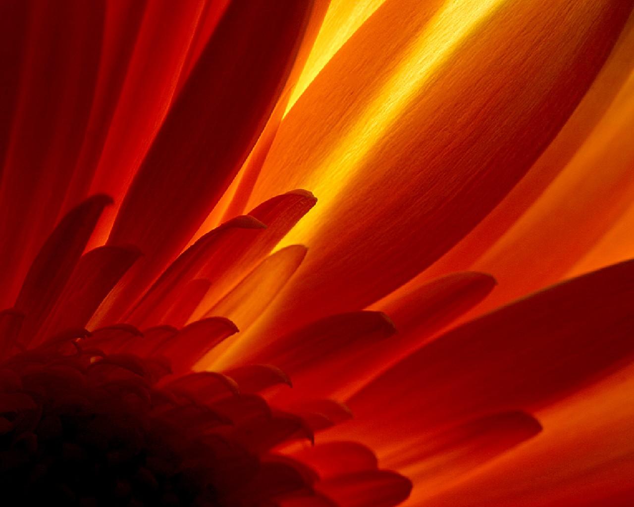 Glowing Flower - Wallpaper - HD Wallpaper 