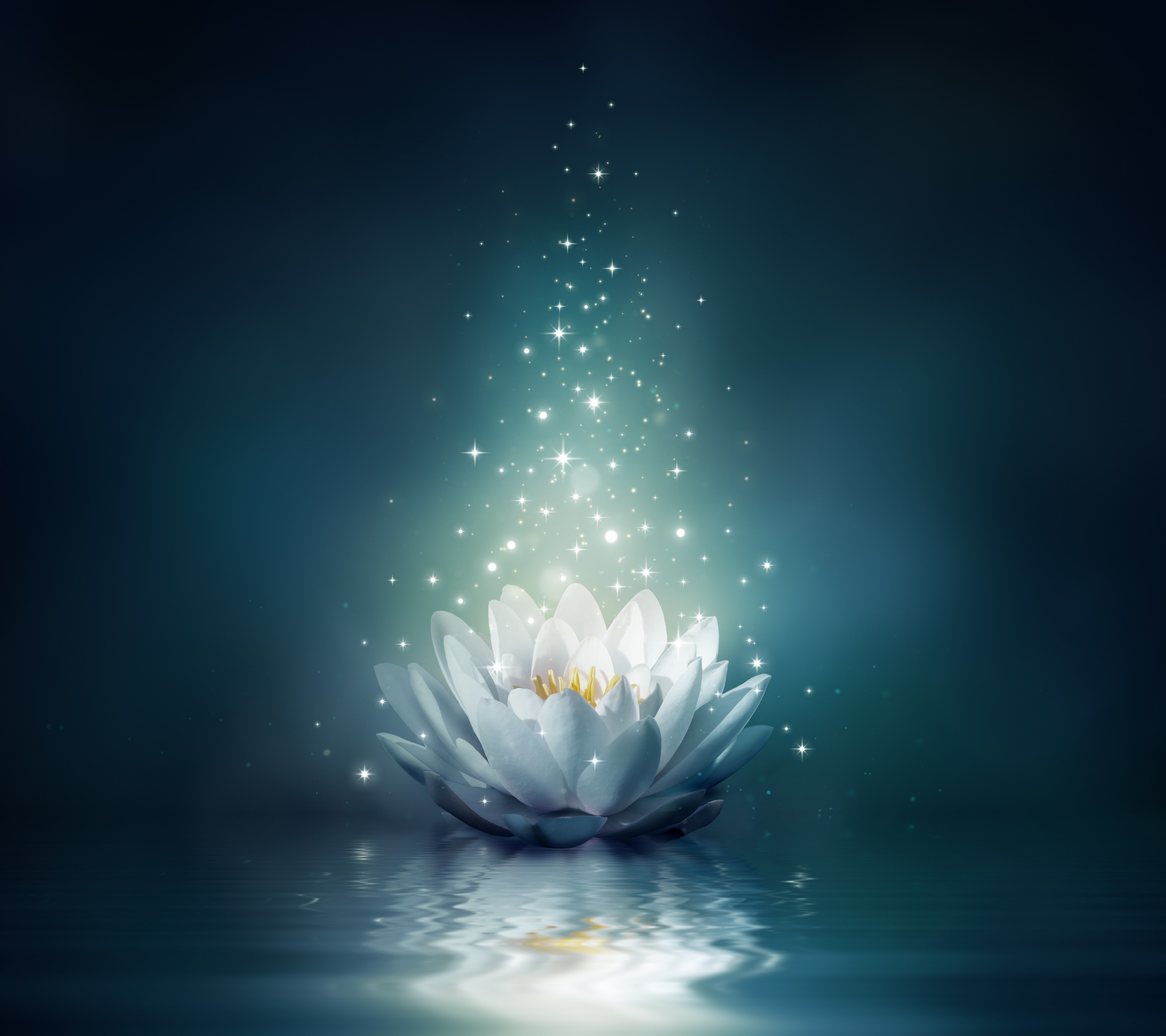 Lotus Flower - HD Wallpaper 