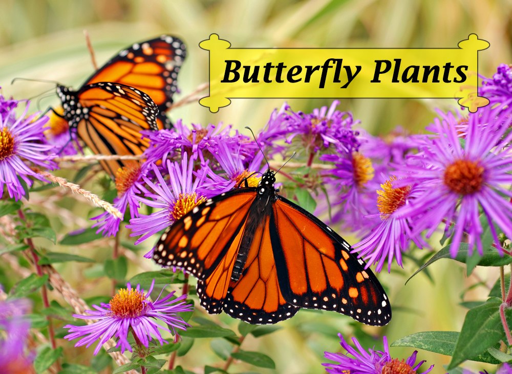 Butterfly Plants For Creating A Bountiful Garden Filled - Butterfly Garden Flowers - HD Wallpaper 