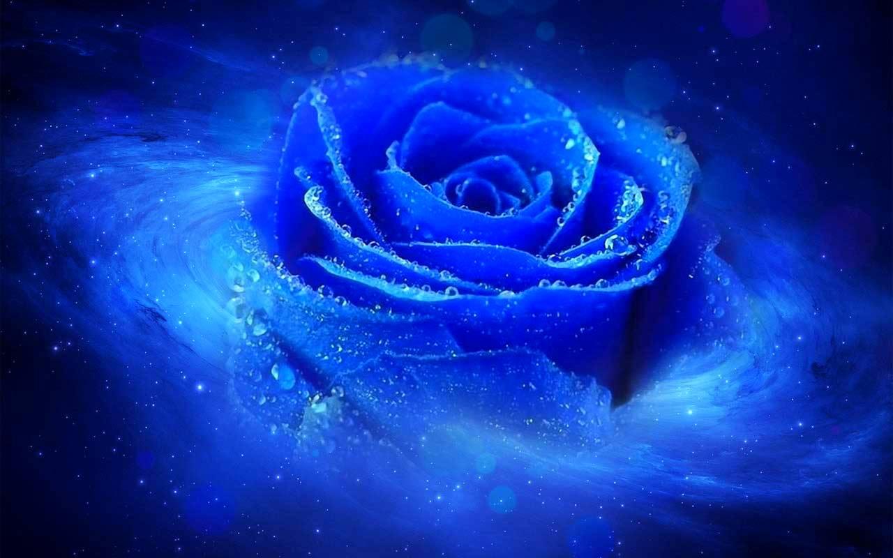 Cool Pictures Of Flowers - HD Wallpaper 