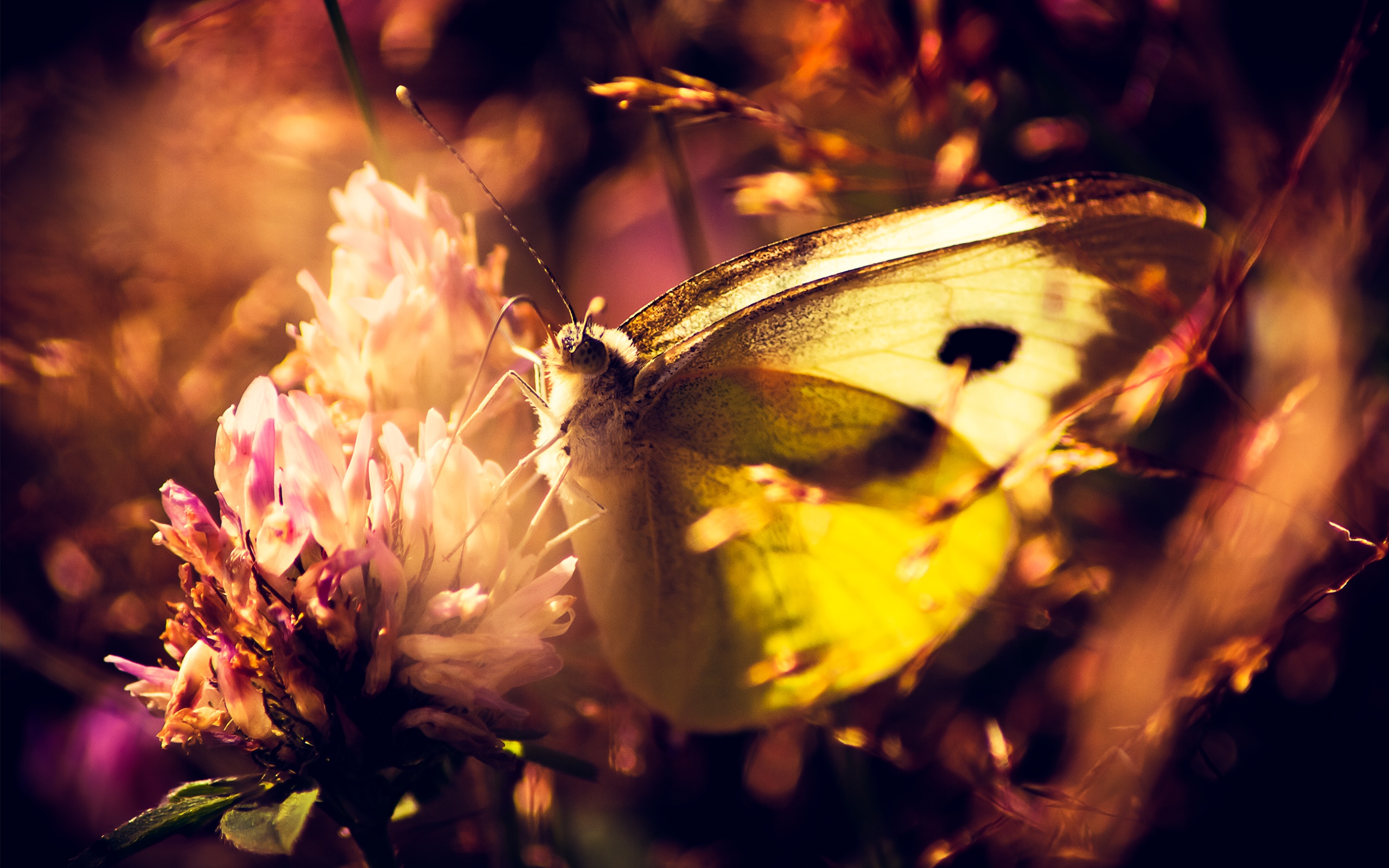Yellow Butterfly Wallpaper Hd 2560x1600 Wallpaper teahub.io