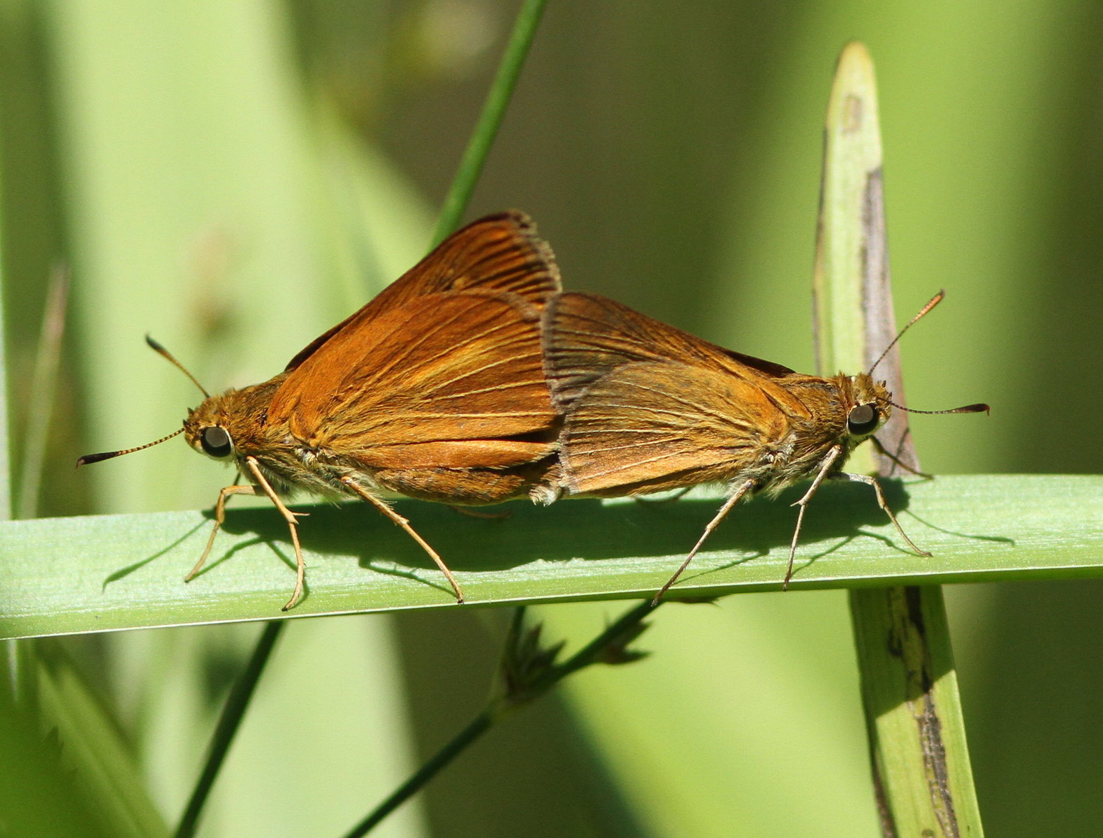 Large Skipper - HD Wallpaper 