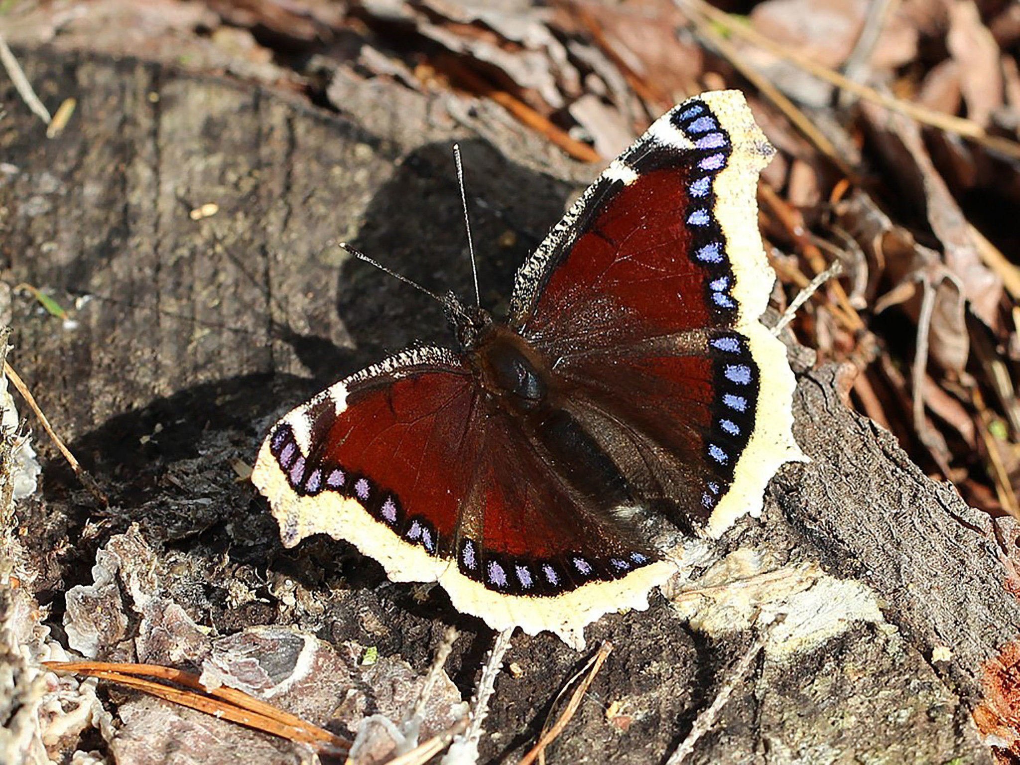 Pennsylvania Butterflies - HD Wallpaper 