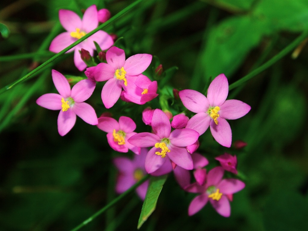 Small Petals - HD Wallpaper 