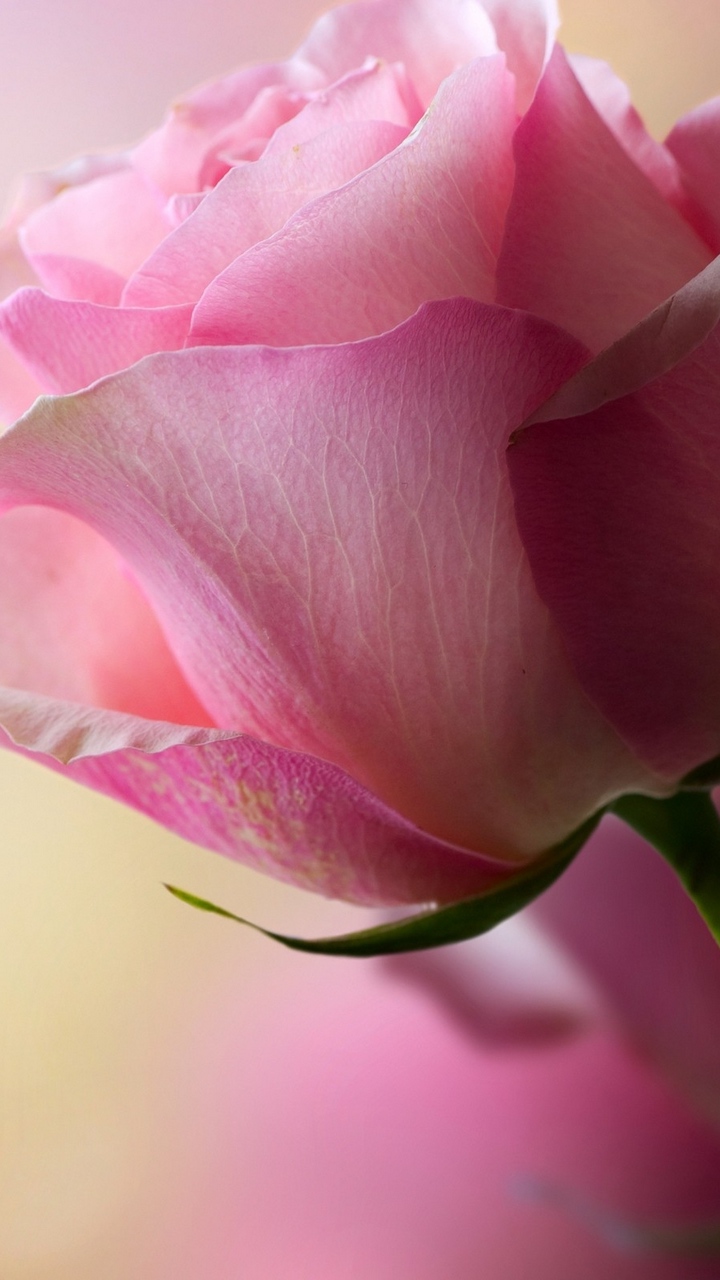 Beautiful Single Pink Rose - HD Wallpaper 