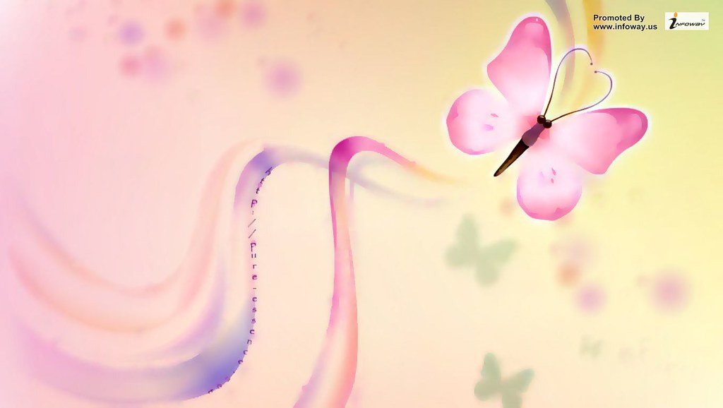 Moth Orchid - HD Wallpaper 