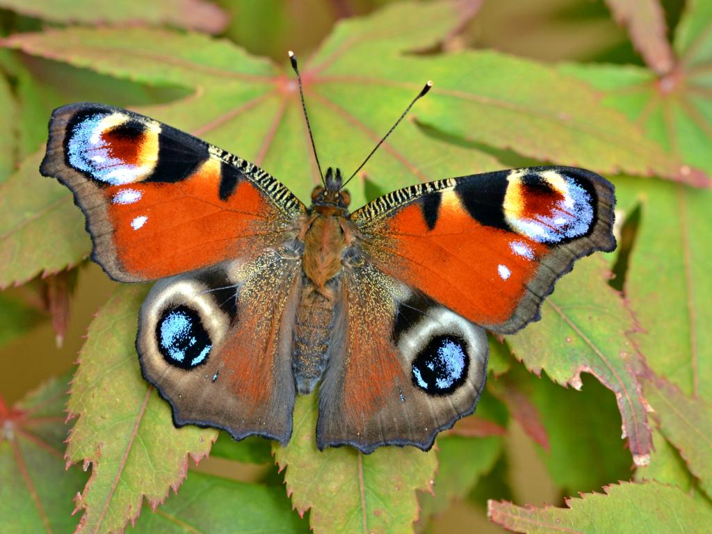 Peacock - Andrew Cooper - Butterflies In Northern Ireland - HD Wallpaper 