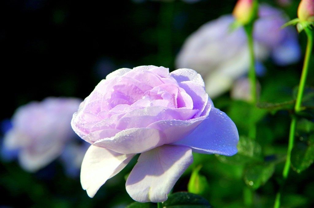 Floribunda - HD Wallpaper 