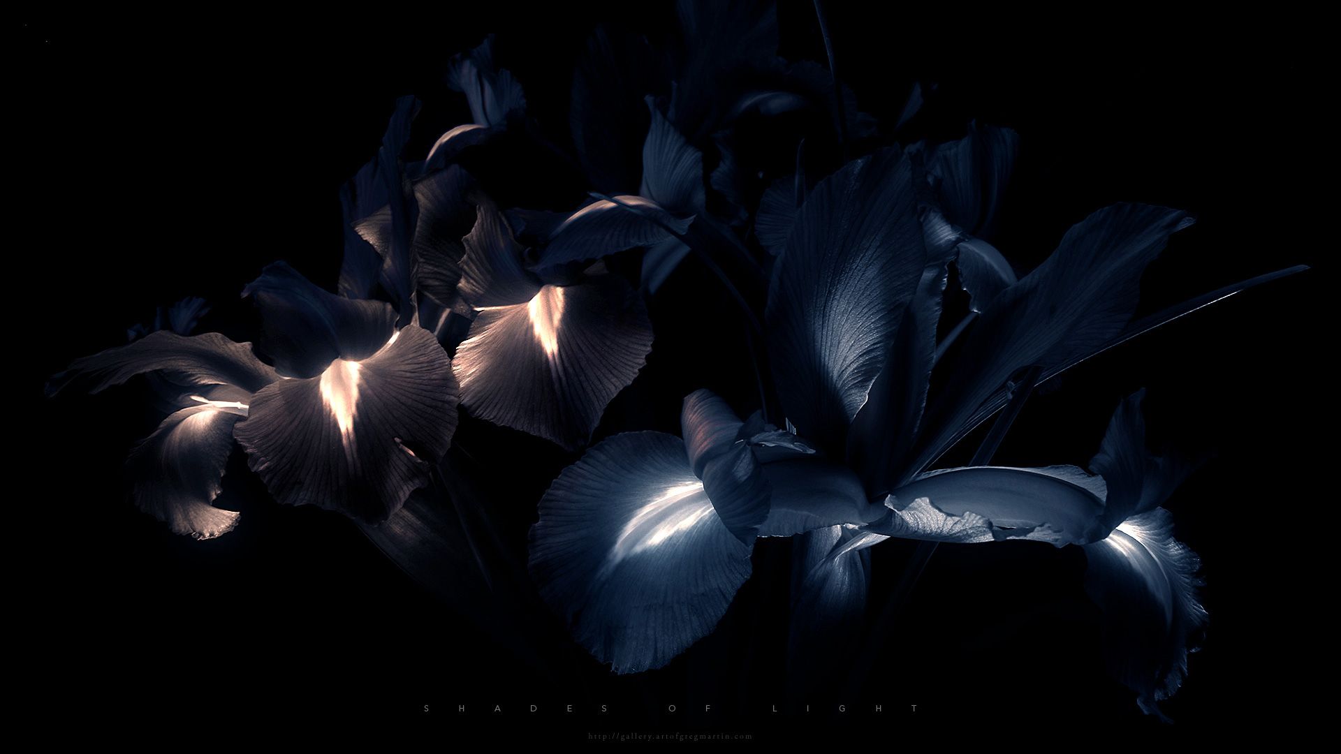 Iris Flower Photography Dark - HD Wallpaper 