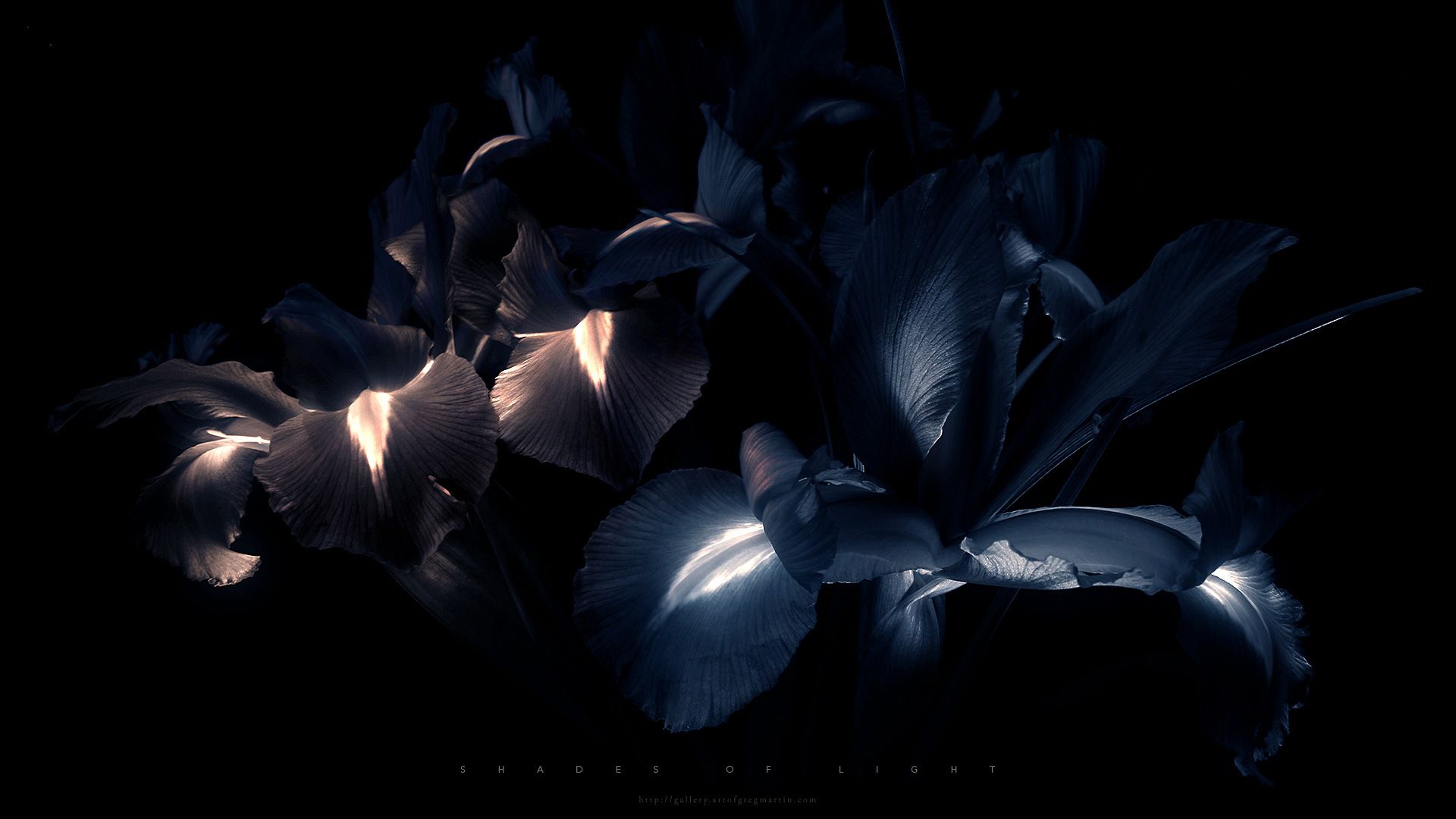 Iris Flower Photography Dark - HD Wallpaper 