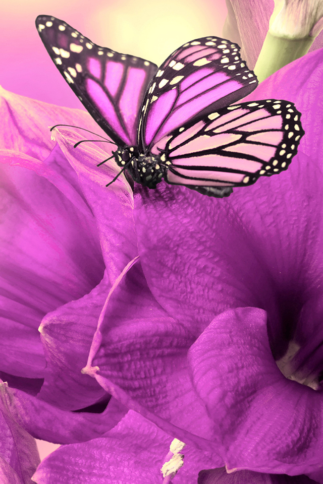 Girly Butterfly Wallpaper - Purple Wallpaper Download Images Of Flowers -  640x960 Wallpaper 