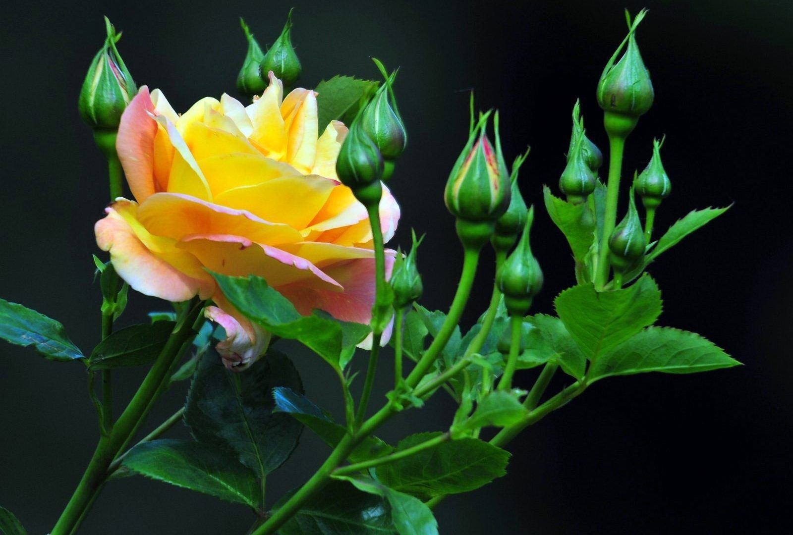 Hoa Hong Va Nhung Buc Hin H Nghe Thuat - HD Wallpaper 