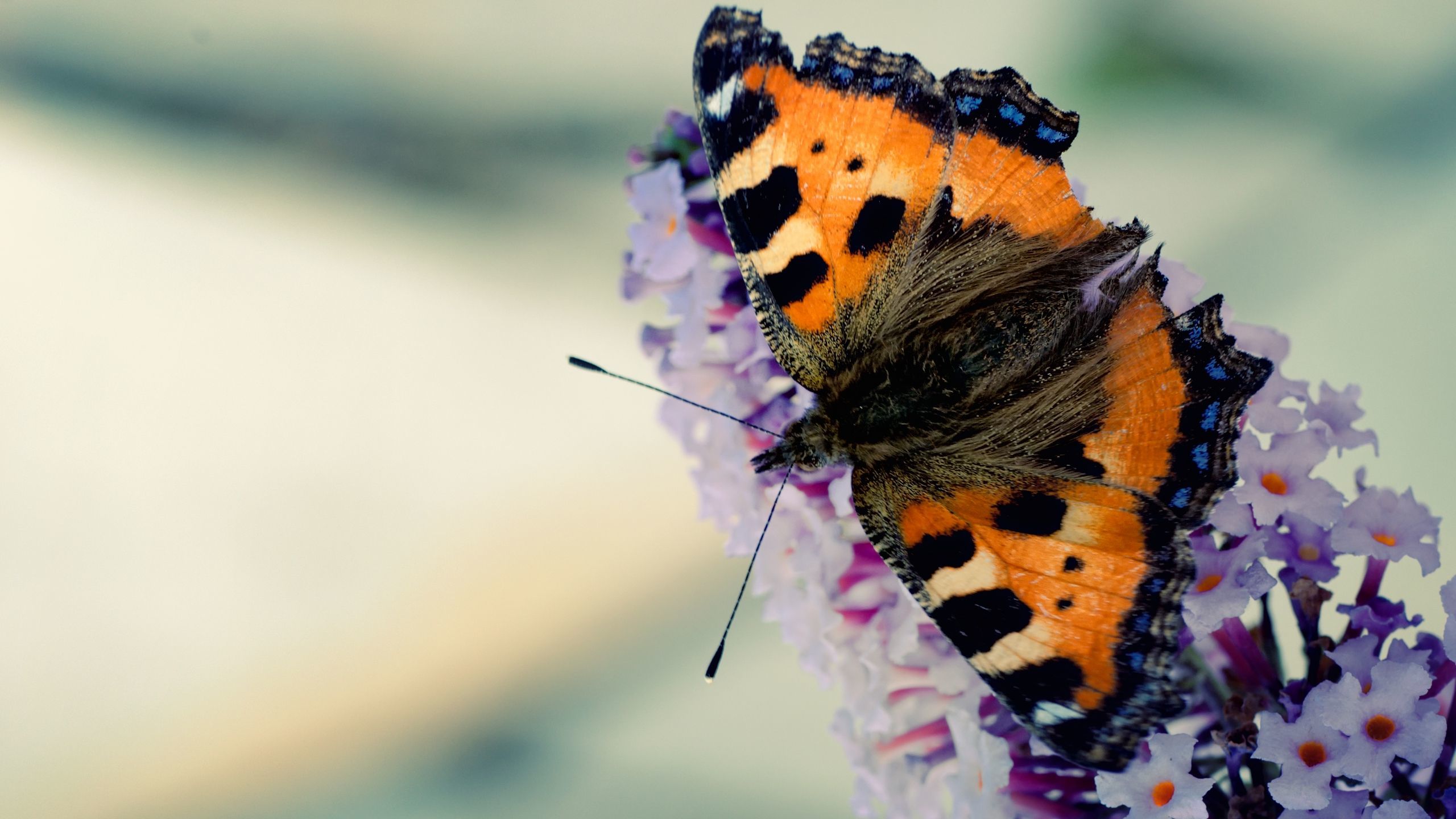 Small Tortoiseshell - HD Wallpaper 
