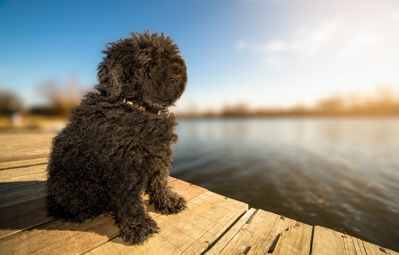 Photo Wallpaper Dog, Bullets, Bokeh, Sunlight, Wallpaper - Puli Dog - HD Wallpaper 