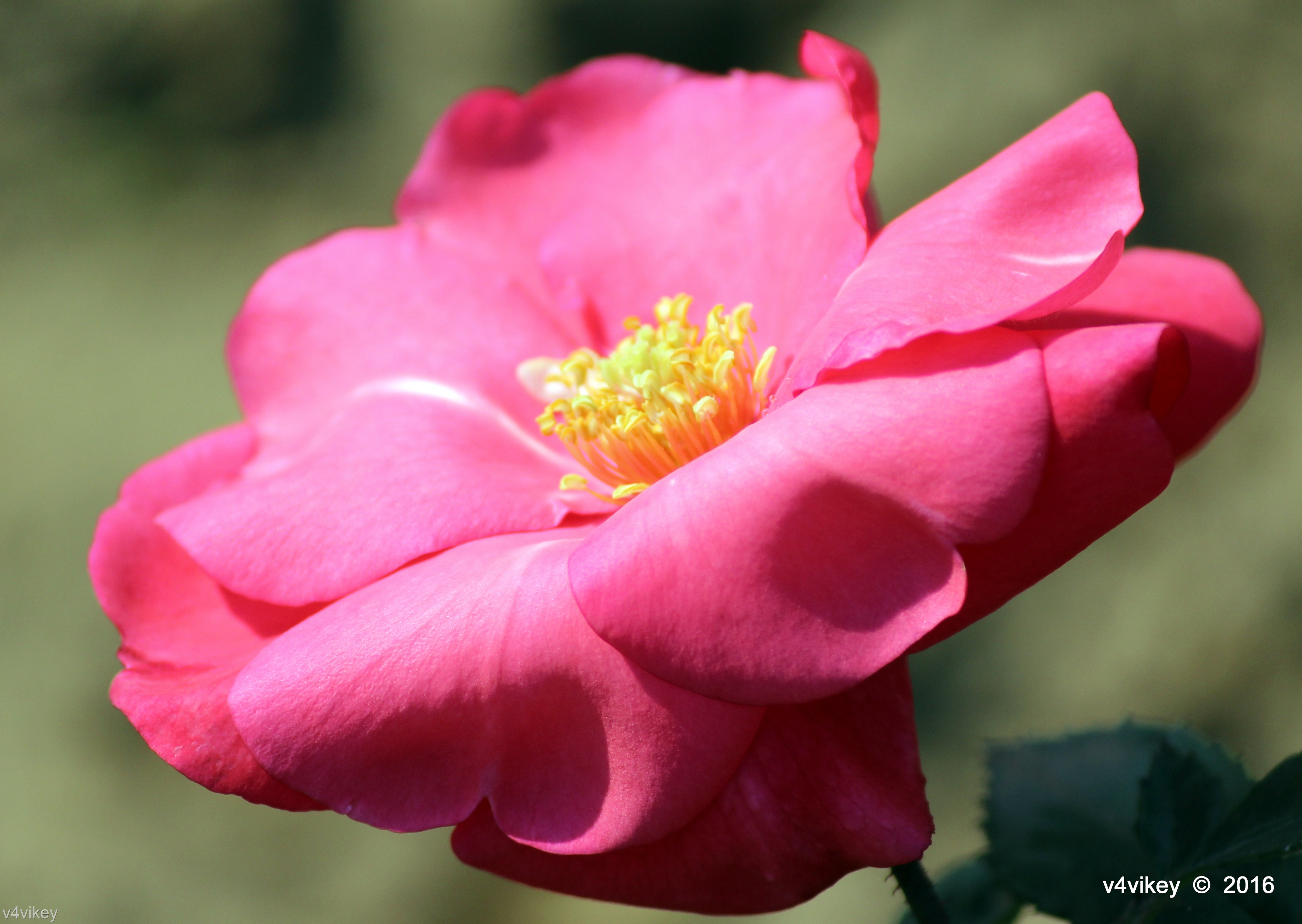 Camellia Sasanqua - HD Wallpaper 