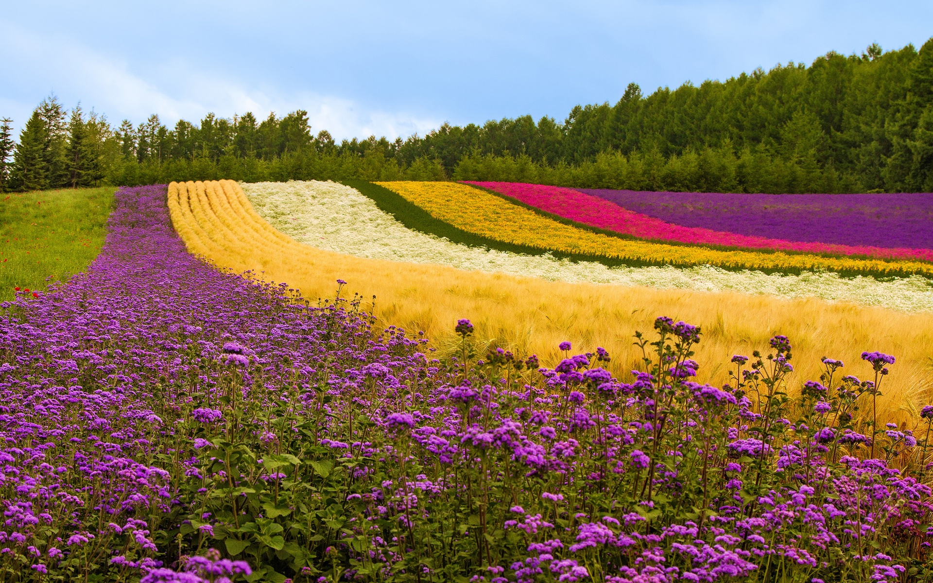 Wallpaper Different Color Flowers Field, Trees, Japan - Furano - HD Wallpaper 