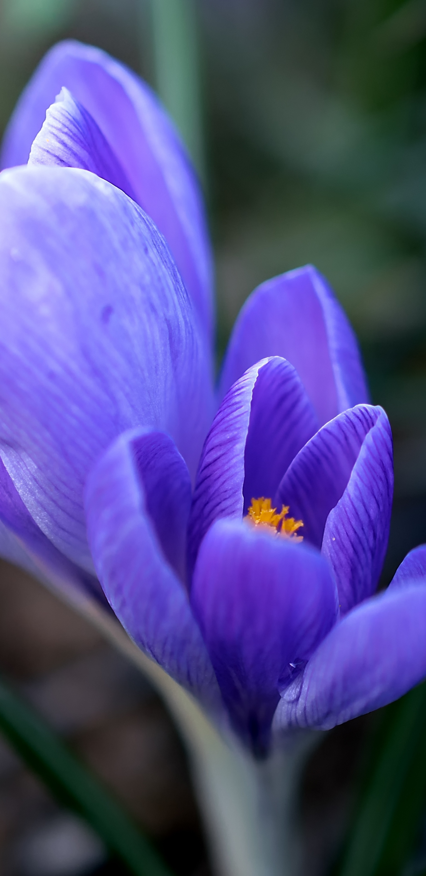 Flower, Close Up, Crocus, Wallpaper - Hd Flower Wallpaper Honor 9 Lite - HD Wallpaper 