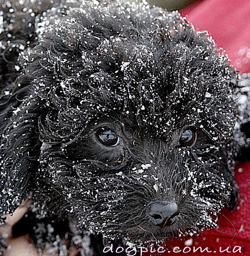 Puli Dog Face Wallpaper - Puli Dog - HD Wallpaper 