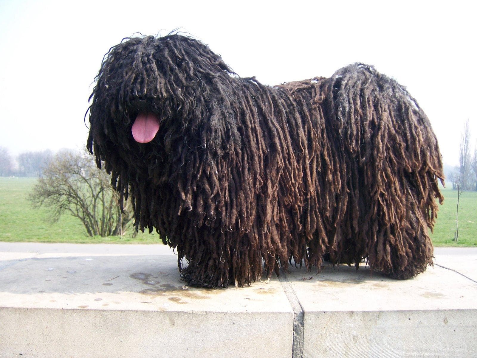 Hungarian Dog With Dreads - HD Wallpaper 