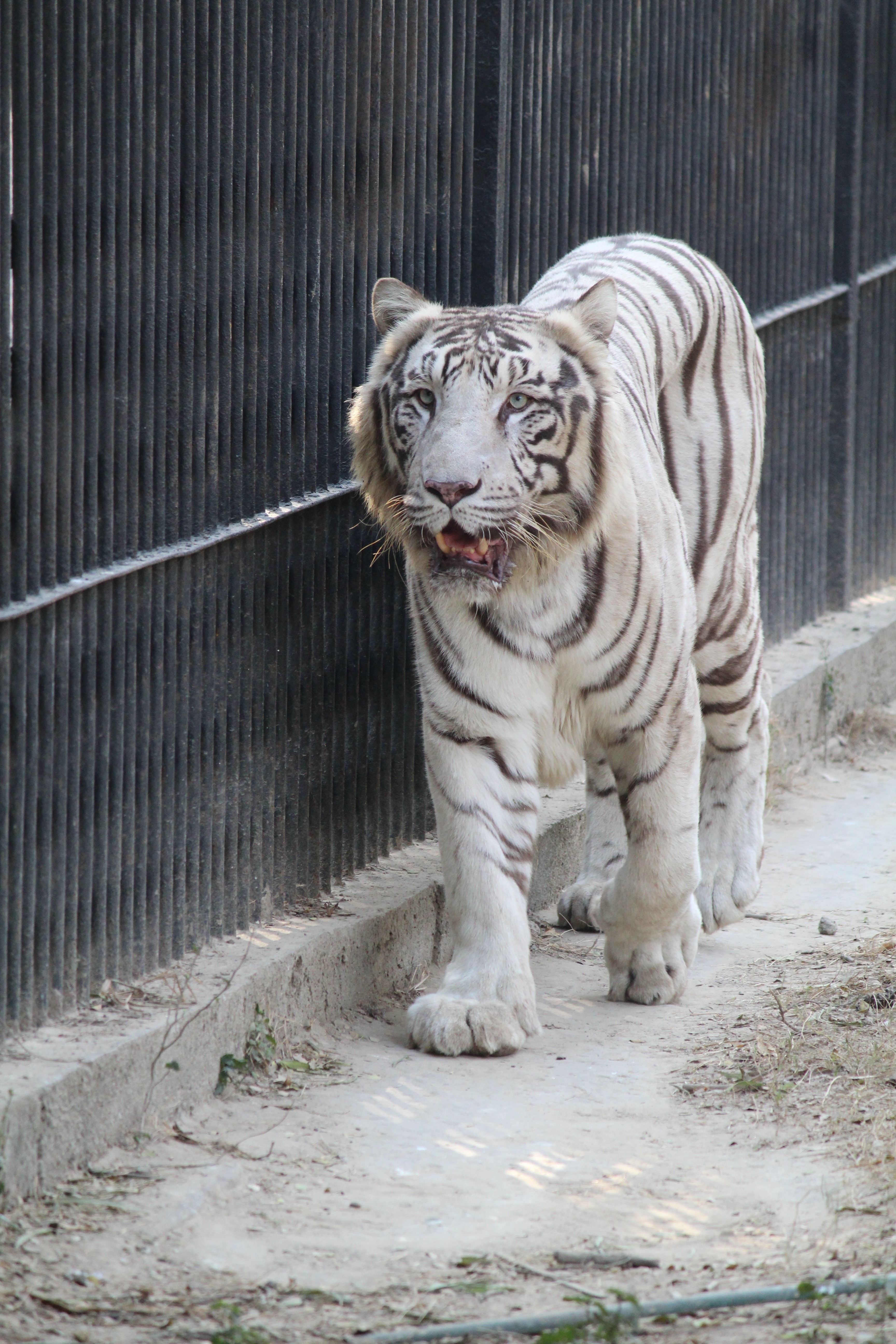 Bengal Tiger - HD Wallpaper 