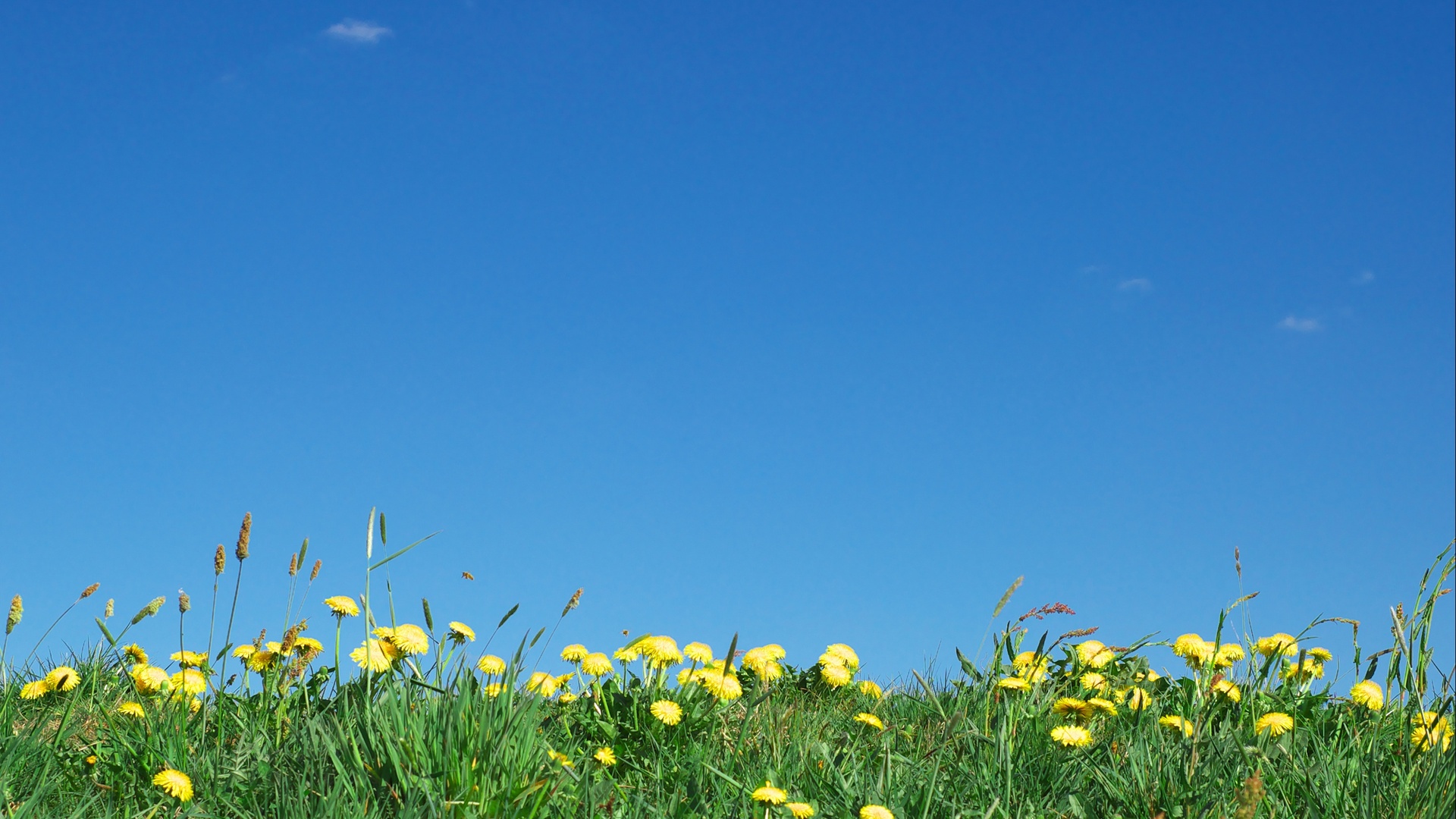 Dandelions Under Bright Blue Sky Wild Flowers Blue Sky 1920x1080