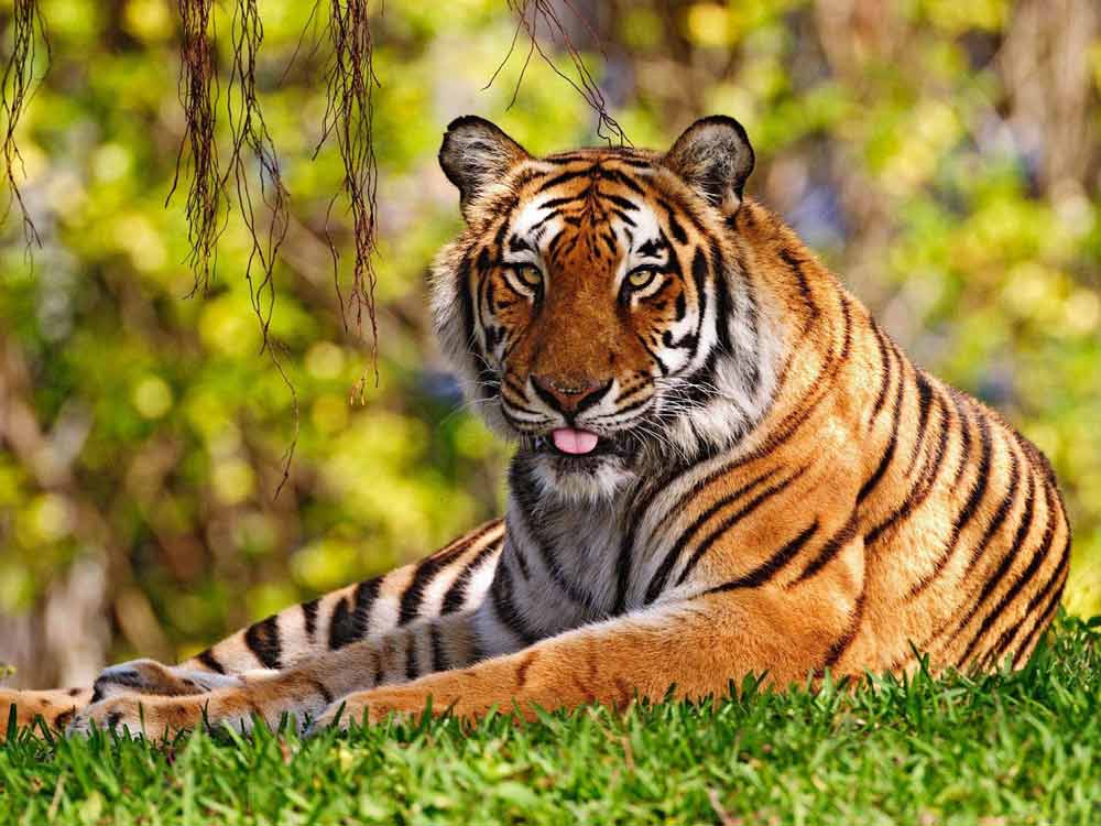 Wallpaper Harimau Istirahat - Hd Wallpaper Royal Bengal Tiger - HD Wallpaper 