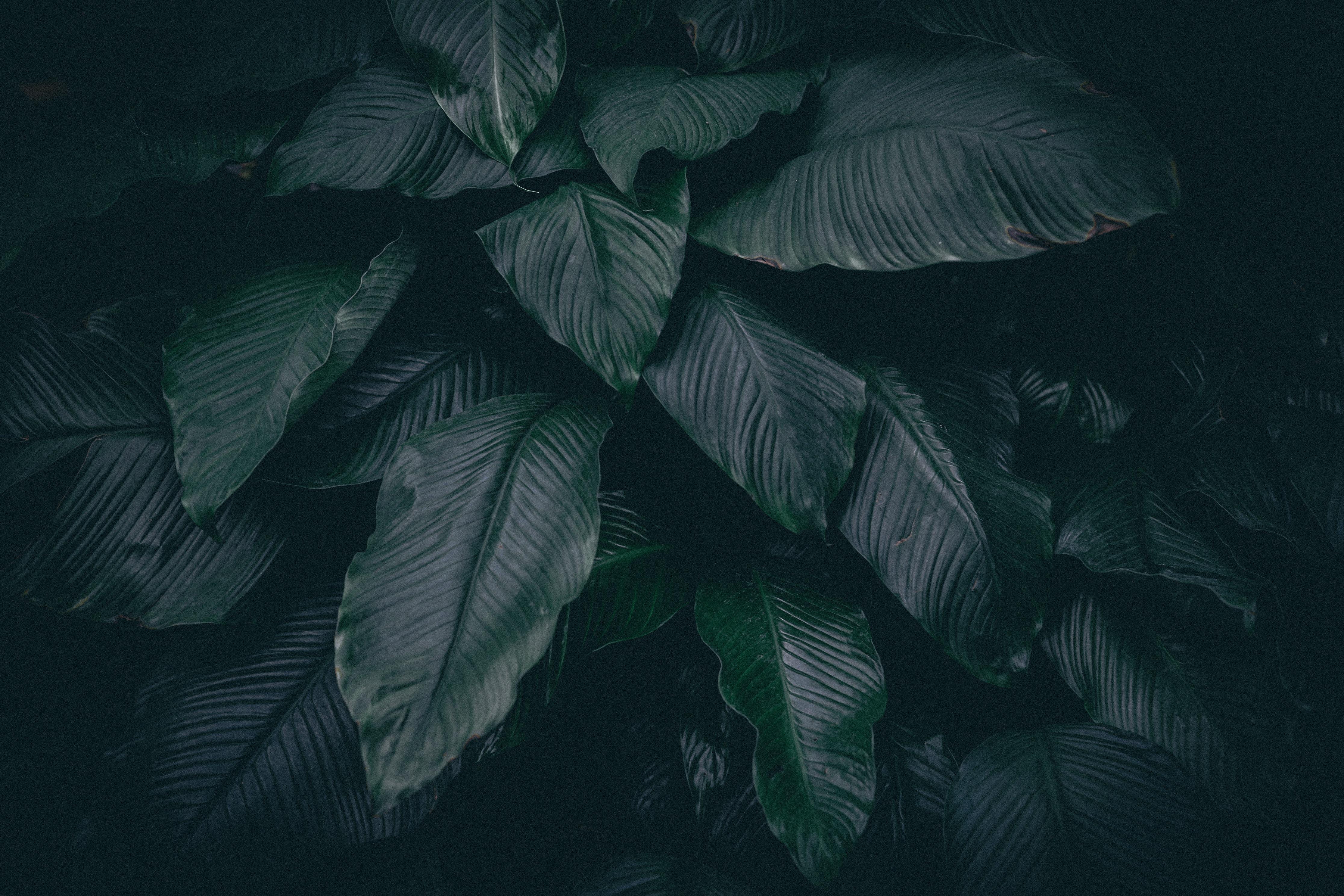 Leaves, Plant, Dark - Home Screen Backgrounds Iphone - HD Wallpaper 