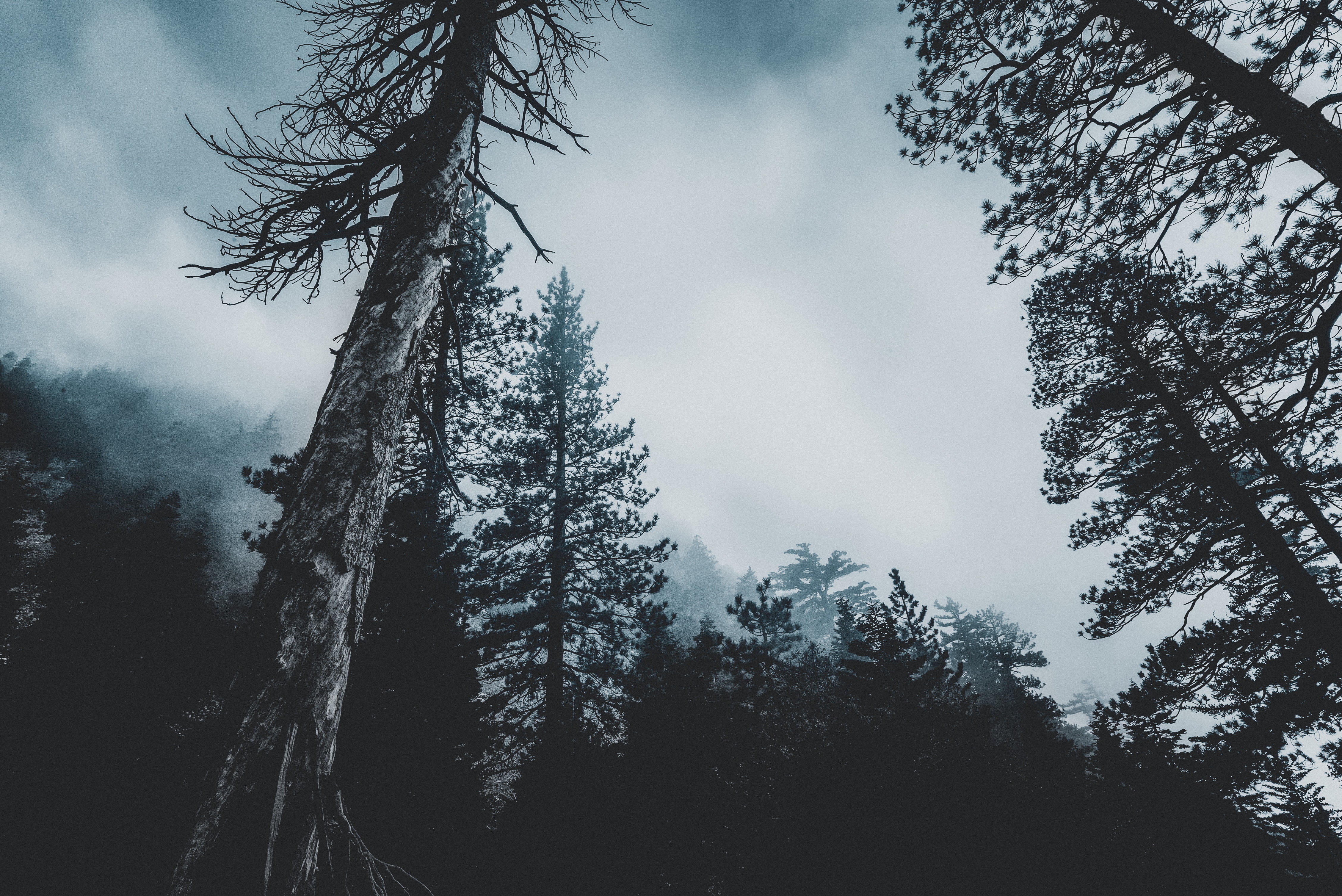 Wallpaper Trees, Forest, Fog, Tops - HD Wallpaper 