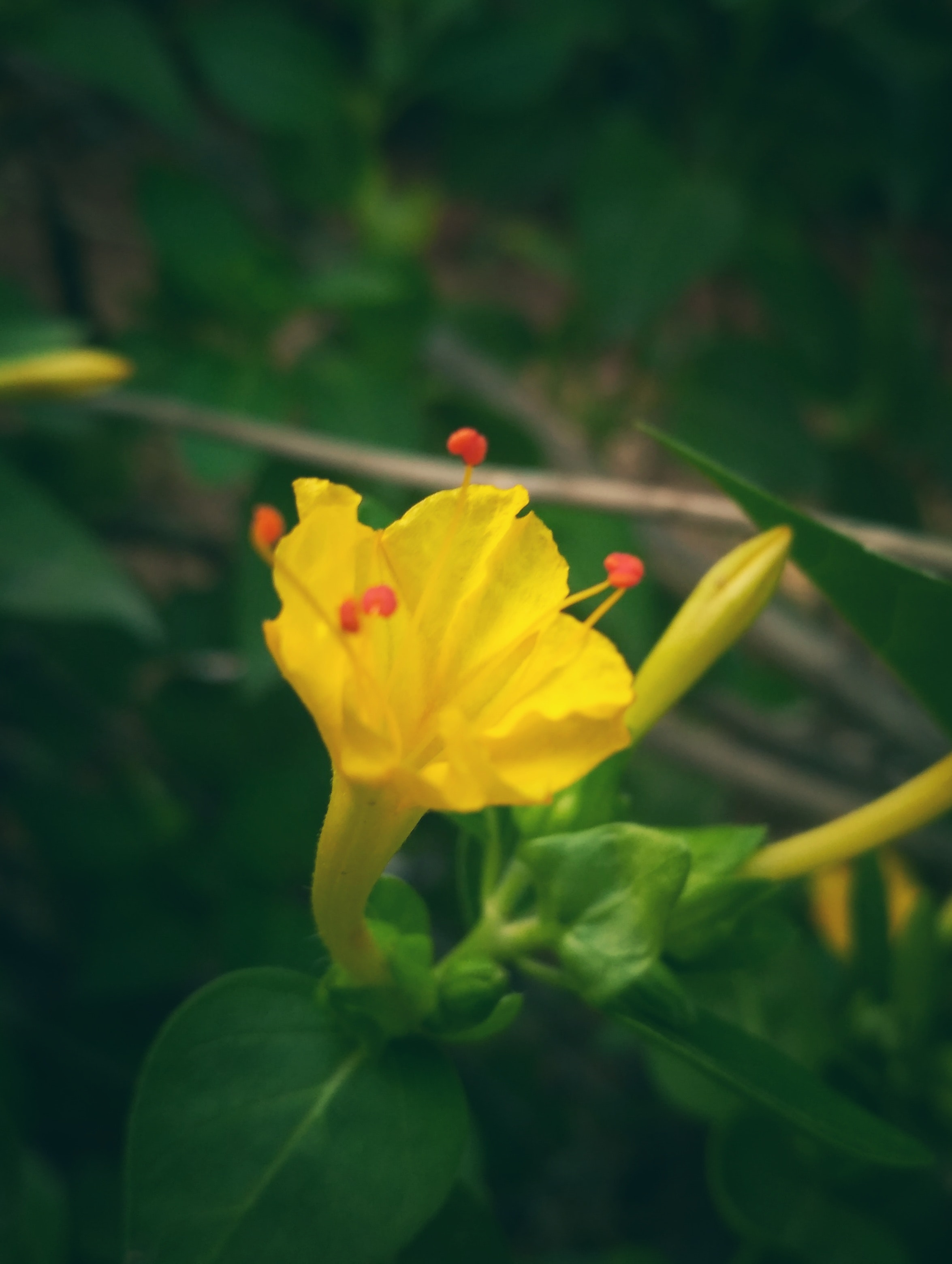 Evening Primrose Family - 2350x3120 Wallpaper - teahub.io
