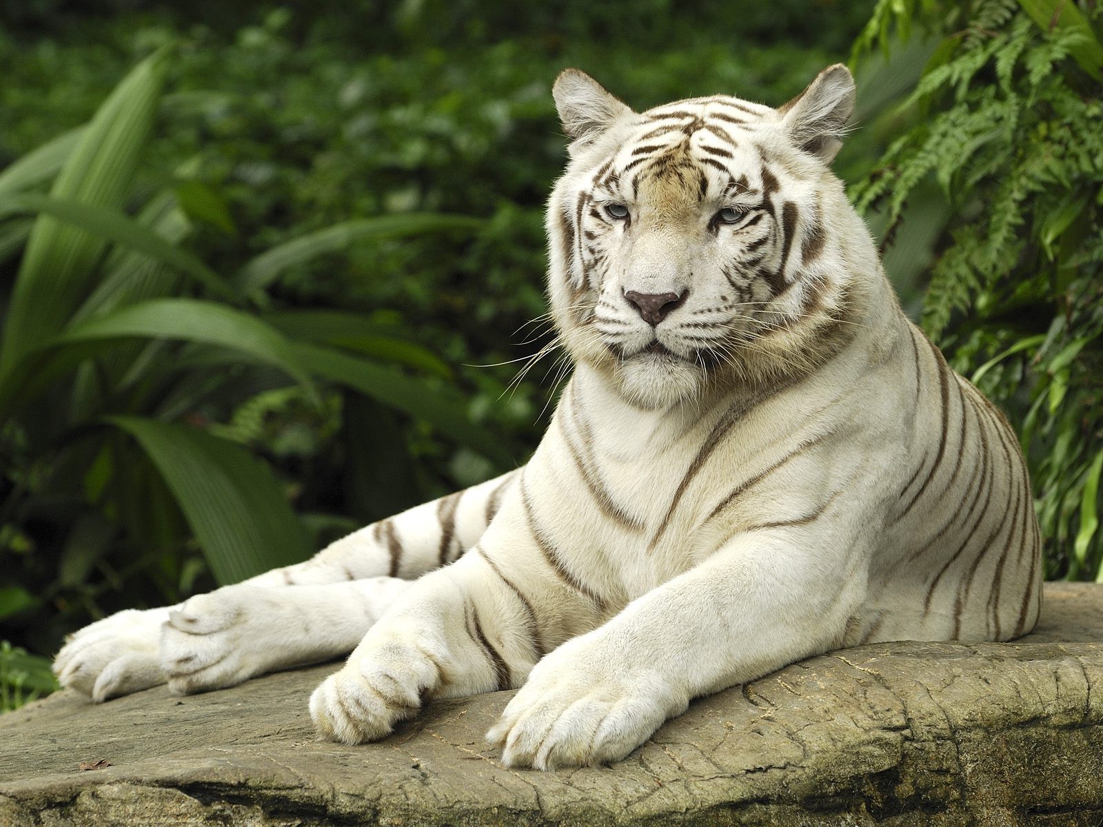 White Tiger Hd - HD Wallpaper 