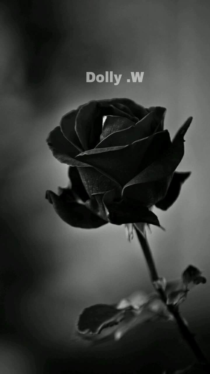 Iphone Black Rose Wallpaper Hd - HD Wallpaper 