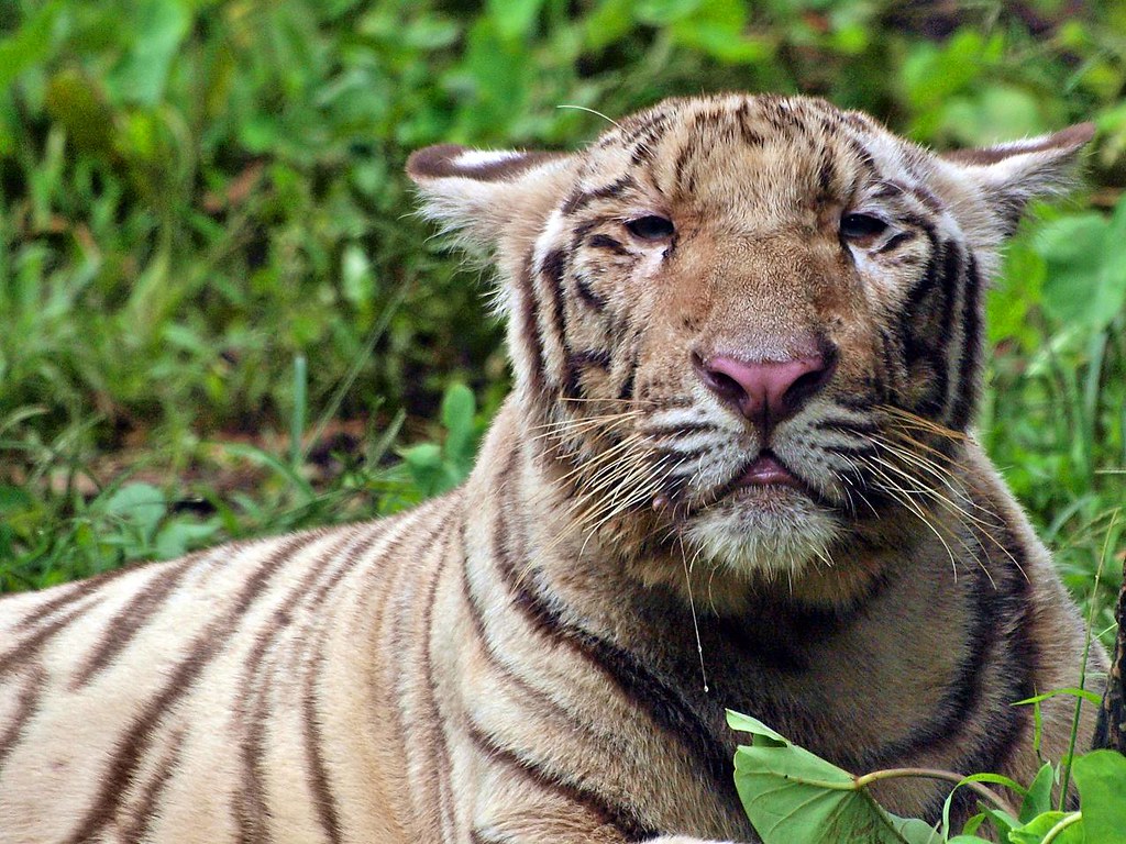 Bengal Tiger - HD Wallpaper 