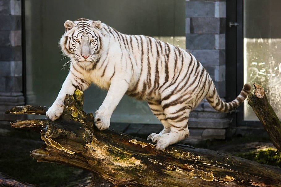 Bajirao White Tiger - HD Wallpaper 
