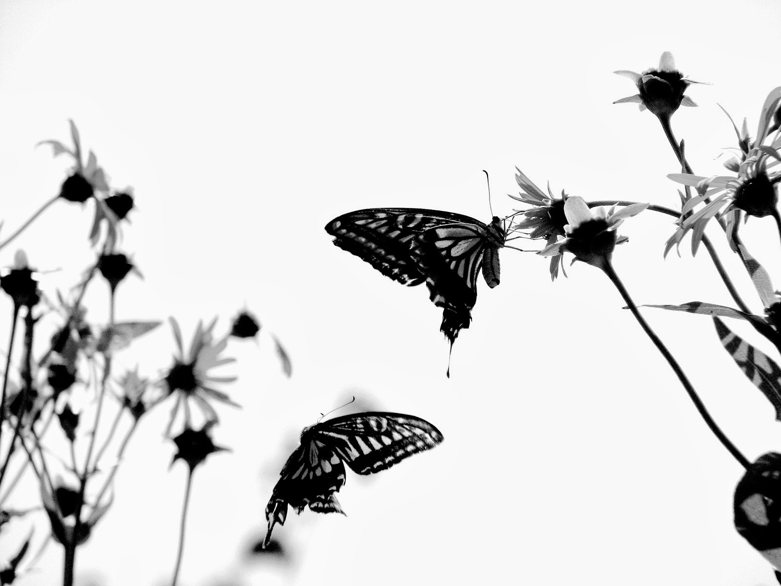 Black And White Butterfly - HD Wallpaper 