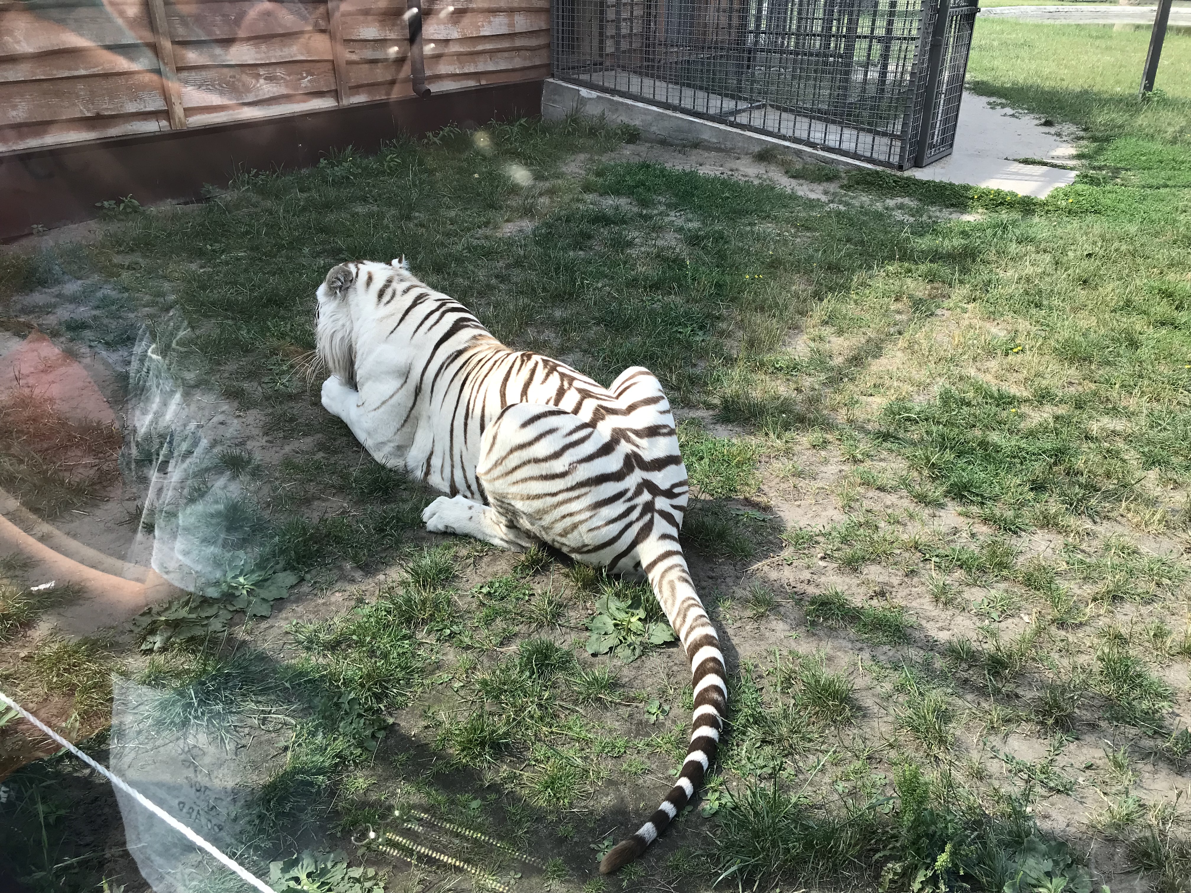 Macan Putih Dan Kucing - HD Wallpaper 