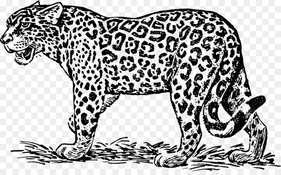 Black And White Clipart Jaguar - 900x560 Wallpaper - teahub.io