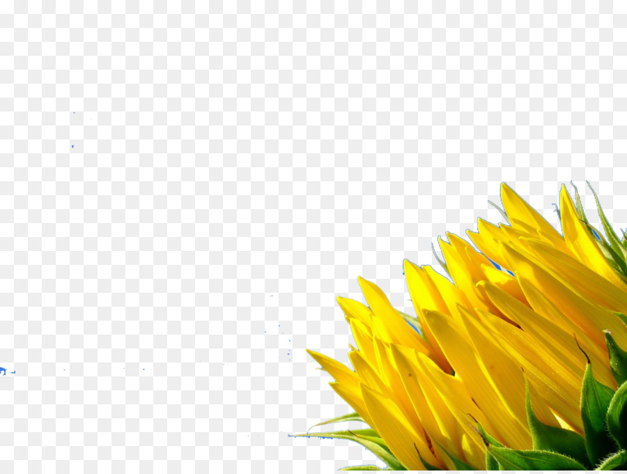 Desktop Wallpaper, Warna, Kuning Gambar Png - Sunflower - HD Wallpaper 
