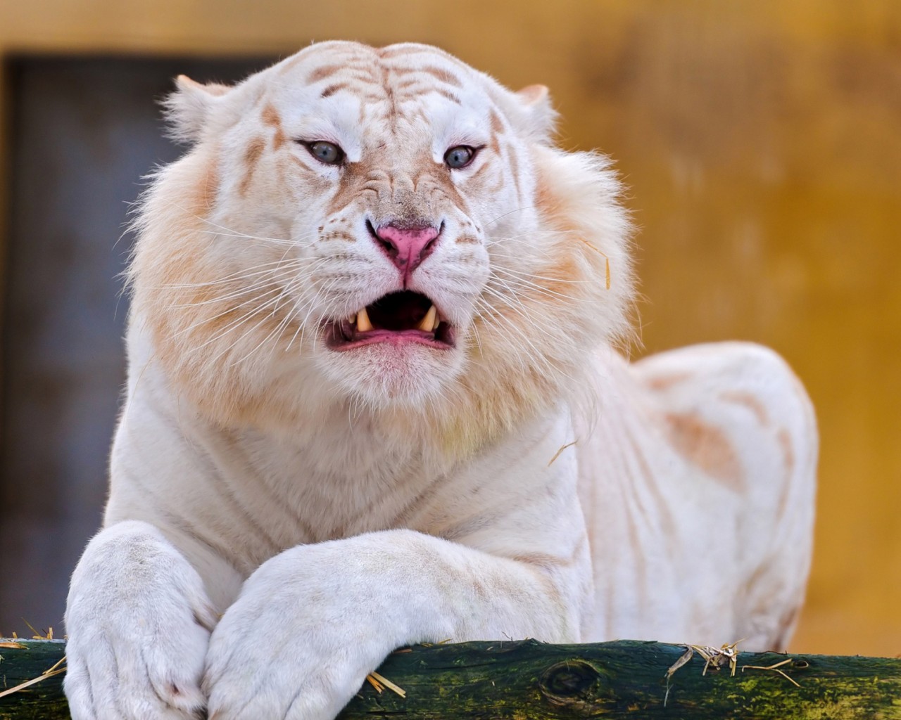 White Tiger And Lion Hybrid - HD Wallpaper 