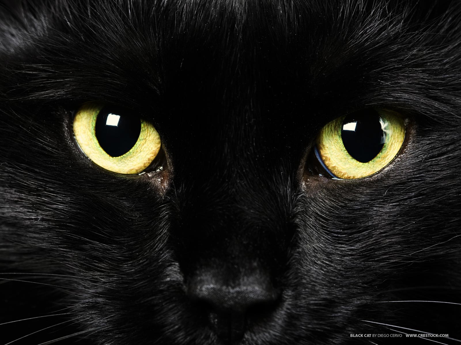 Cat Wallpapers For Windows 10 - 1600x1200 Wallpaper Cat Wallpapers For Windows 10 - 1600x1200 Wallpaper