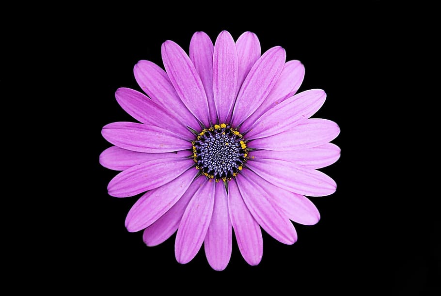 Purple Daisy Flower - HD Wallpaper 