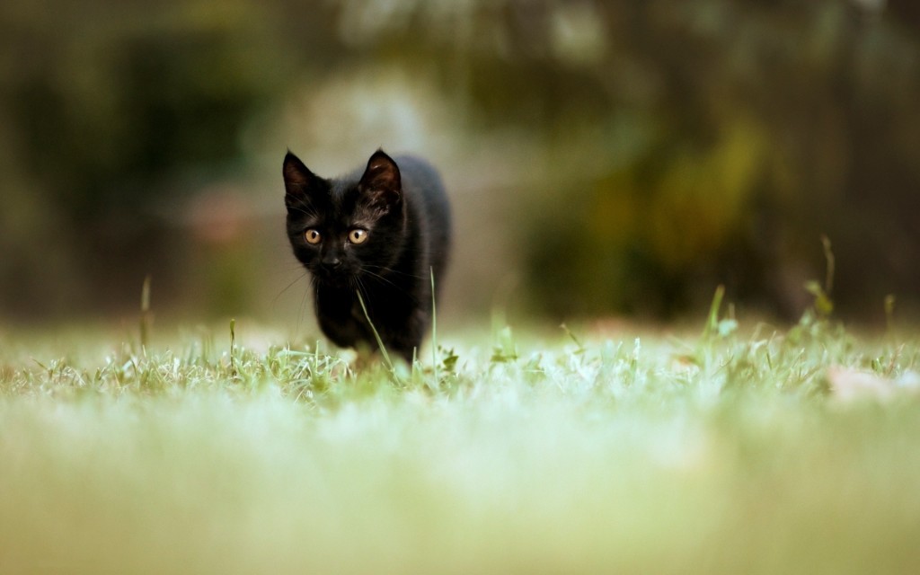 Kucing Hitam, Ditakuti Sekaligus Dikagumi - Windows 10 Background Animals - HD Wallpaper 
