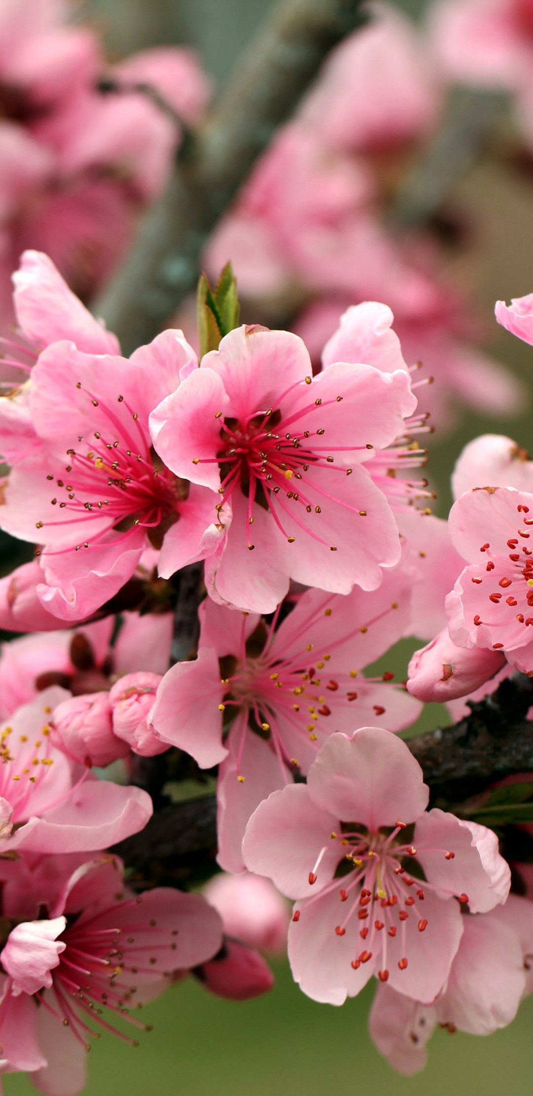 Apple Tree Bright Spring Pink Flowers - Apple Blossom Tree Flower - HD Wallpaper 