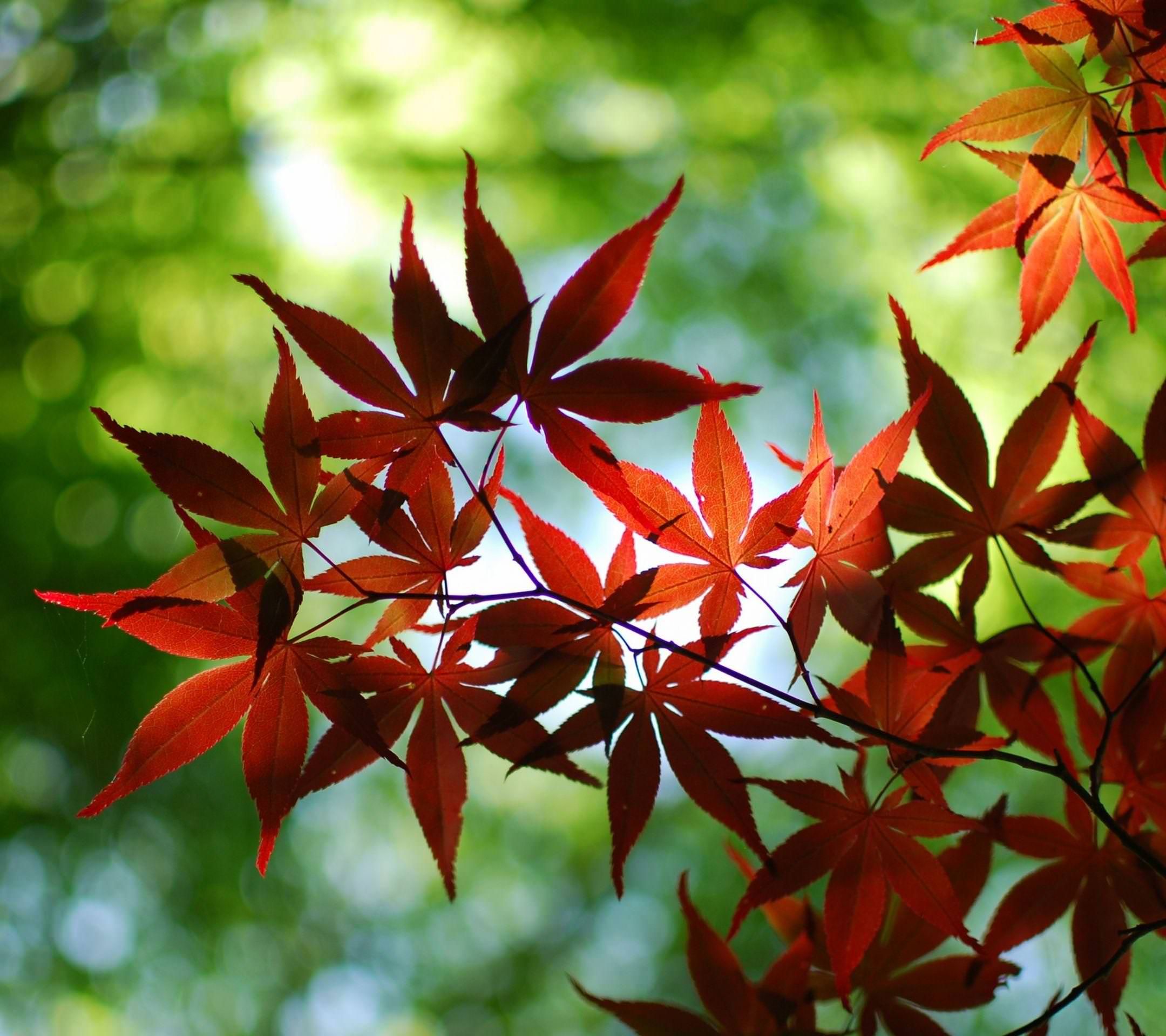 Maple Tree - HD Wallpaper 